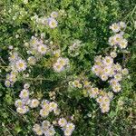 Erigeron annuus Elinympäristö