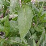 Centaurea triumfettii Blatt