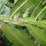 Filicium decipiens Leaf