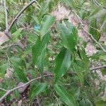 Camellia sinensis Leaf