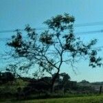 Anadenanthera colubrina ശീലം