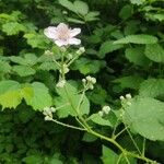 Rubus armeniacusFlower