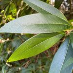 Osmanthus decorus Leaf