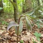 Epipactis purpurata Leaf