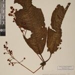 Saurauia napaulensis 其他