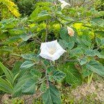 Datura innoxia Λουλούδι