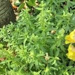 Antirrhinum latifolium Hoja
