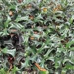 Ilex cornuta ശീലം