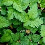 Potentilla indica Лист