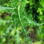 Sonchus asperBlad