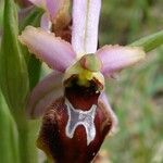 Ophrys arachnitiformis മറ്റ്