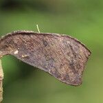 Julbernardia pellegriniana Fruto