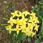 Ixora coccinea പുഷ്പം