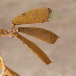 Julbernardia globiflora Frukto