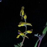 Corydalis cornuta Habitatea