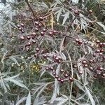 Sambucus canadensis ᱛᱟᱦᱮᱸ