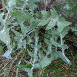 Sonchus oleraceus Лист