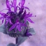 Monardella undulata Flower