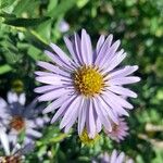 Symphyotrichum oblongifolium फूल