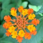 Lantana camara Цветок