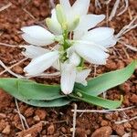 Chlorophytum tuberosum Leaf