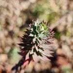 Euphorbia pithyusa Leaf