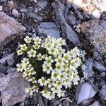 Saxifraga muscoides Fula