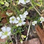 Gypsophila muralis 葉