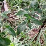 Manettia luteorubra Hoja