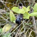 Ophrys fuscaFlower