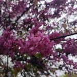 Cercis occidentalis Lorea