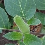 Datura innoxia Çiçek