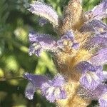 Orobanche nana Кветка