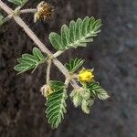 Tribulus terrestrisFlower