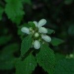 Lamium flexuosum Lapas