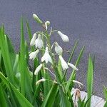 Ornithogalum candicans Flor
