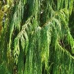 Cupressus cashmeriana Φύλλο