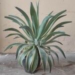 Agave demeesteriana Leht