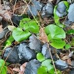 Asarum europaeum 葉