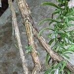 Lavandula dentata Кара