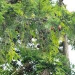 Tsuga canadensis Plod