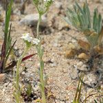 Sisyrinchium halophilum Vekstform