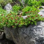 Rhodiola integrifolia Habitus