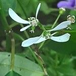 Chamaesyce hypericifolia Flower