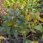 Vigna unguiculata Fruit