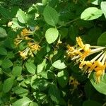 Lonicera hirsuta Blatt