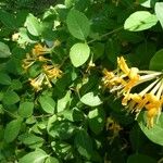 Lonicera hirsuta 葉