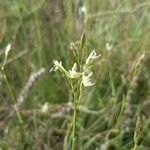 Danthonia decumbens Květ