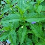 Ruellia geminiflora Levél