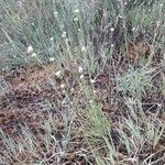 Rhynchospora alba Habit